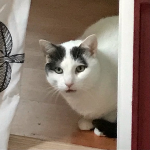 Meet your Posher, Lauren - Picture 1 of 1